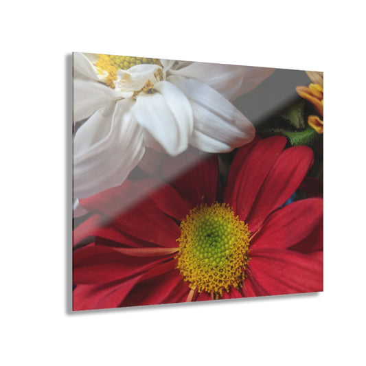 Daisys from Guatemala - Acrylic Wall Art — Red & White Daisy Photo Print (French Cleat Hanging)