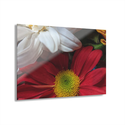 Daisys from Guatemala -  Acrylic Wall Art — Red & White Daisy Photo Print (French Cleat Hanging)